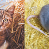 Auzou - Mon premier doc photo : Les animaux de la ferme